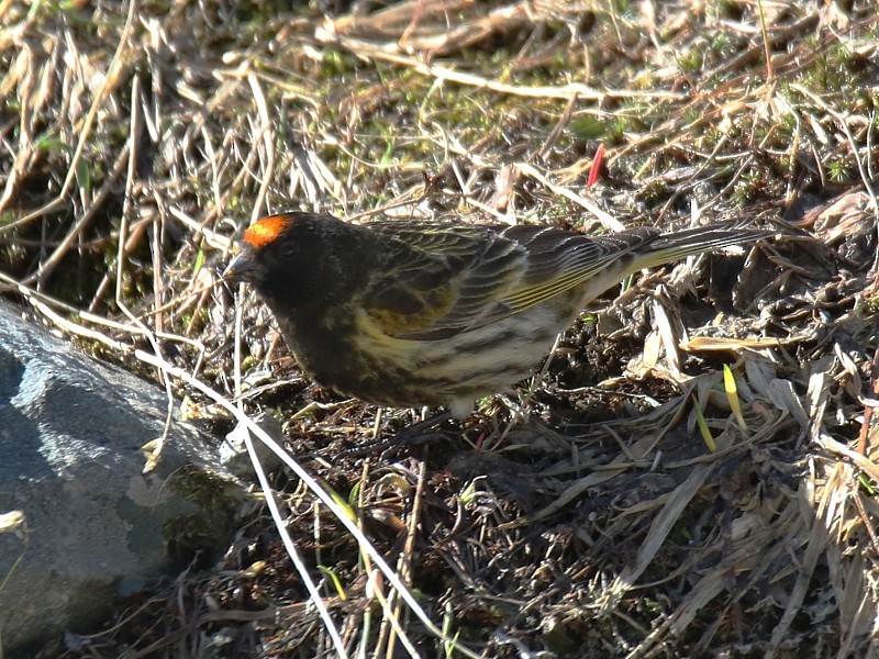 Fire-fronted Serin - ML136485491