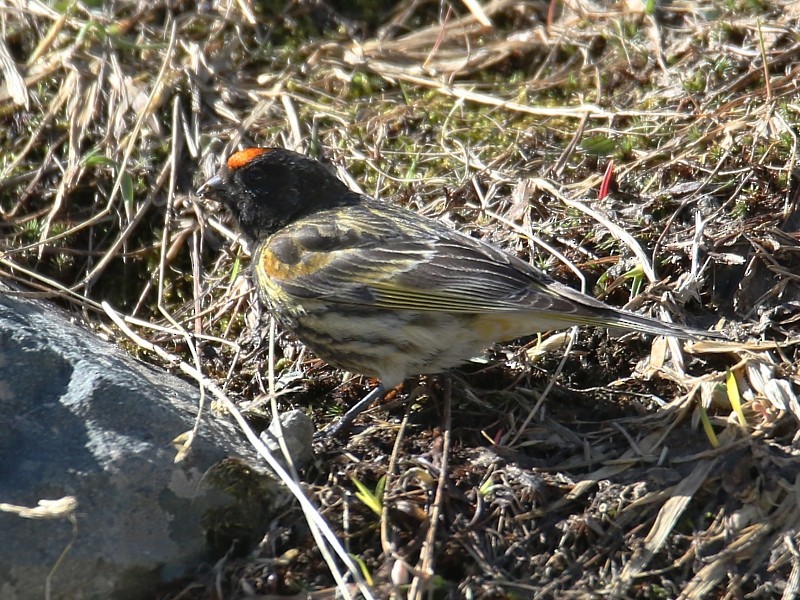 Fire-fronted Serin - ML136485501