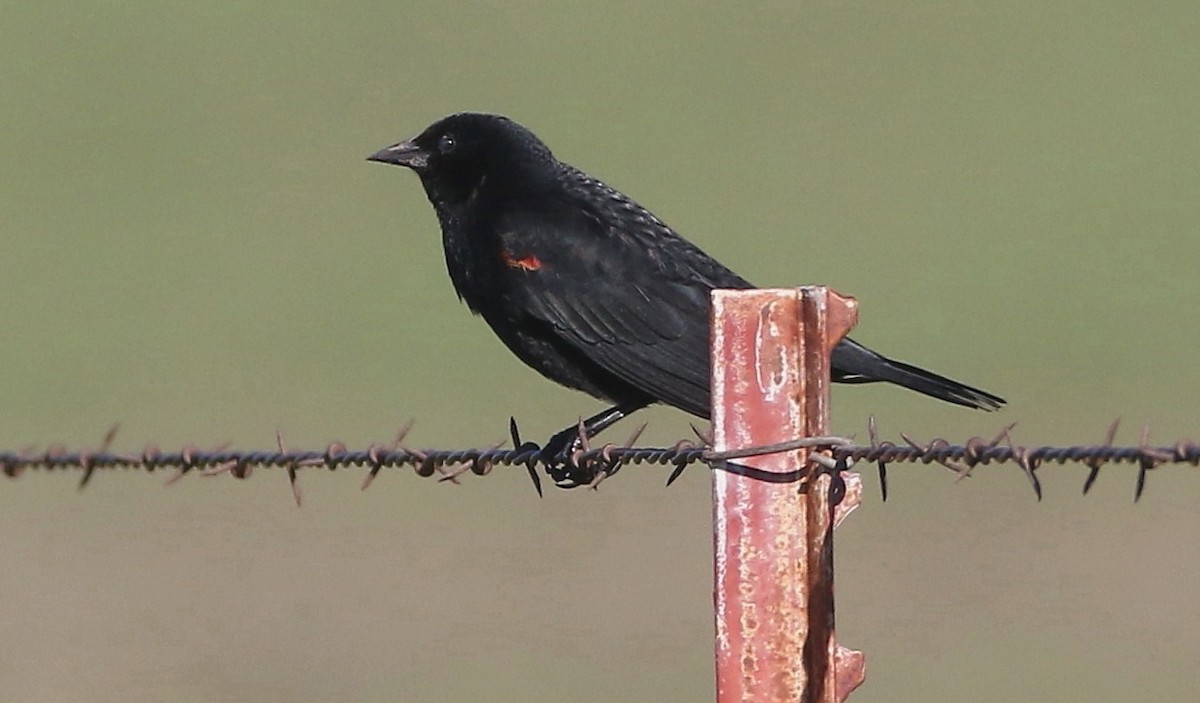 Red-winged Blackbird - Breck Breckenridge