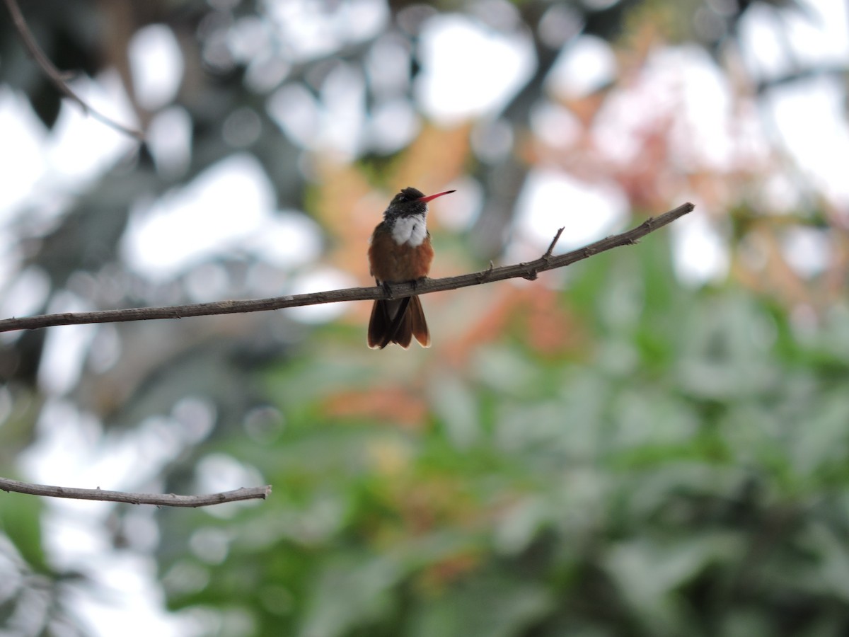 Amazilia Hummingbird - ML136485971