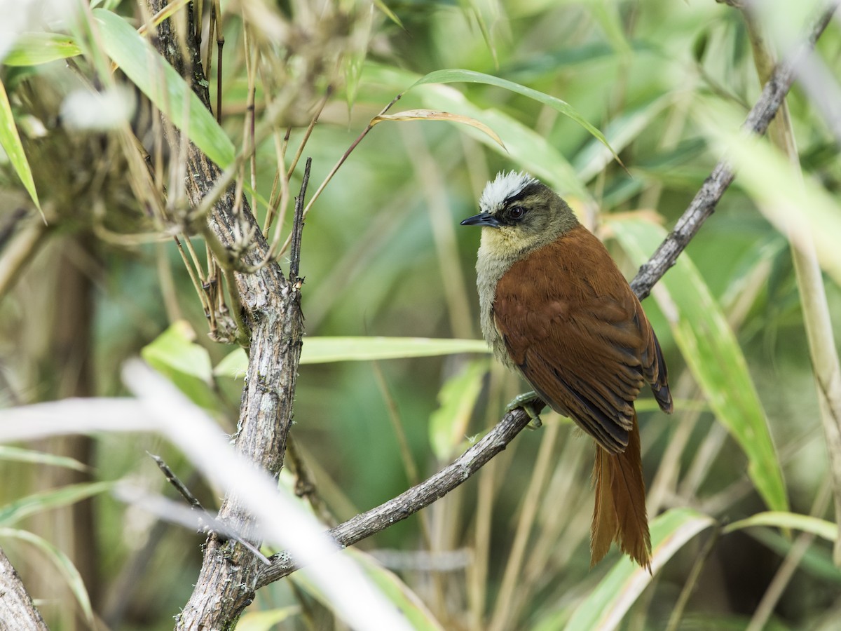 Marcapata Spinetail - ML136486151