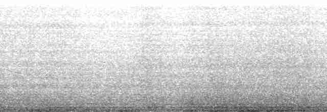 papuchalk černobradý - ML136490