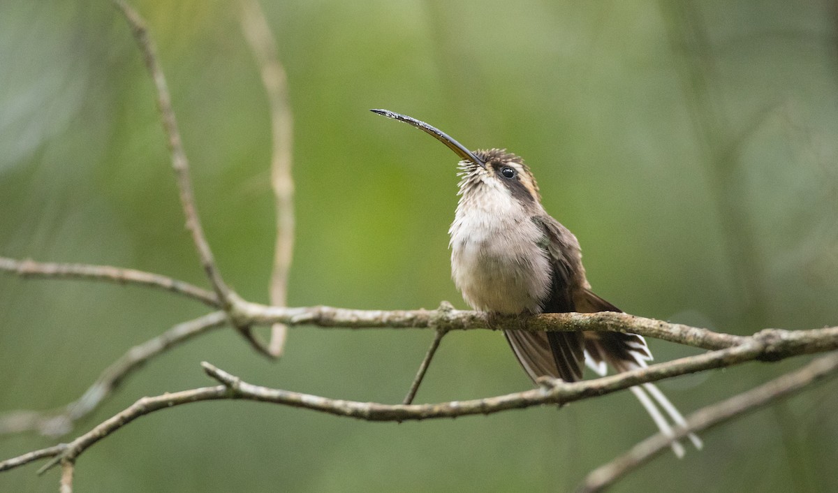 Scale-throated Hermit - ML136493651