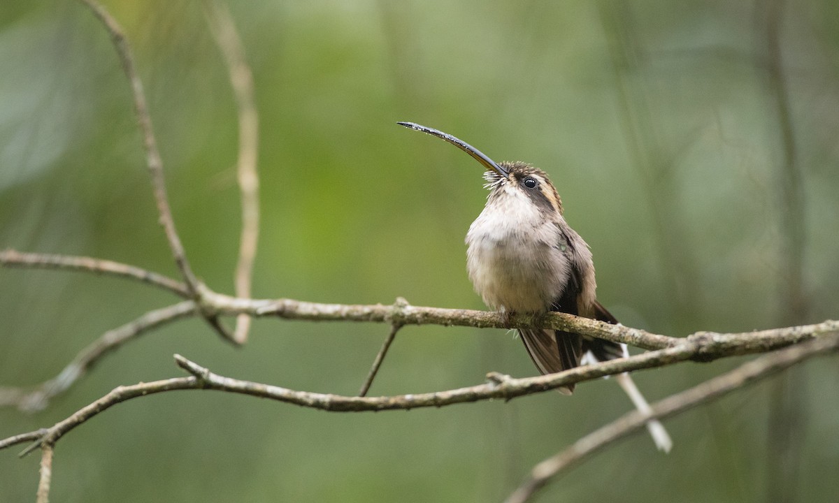 Scale-throated Hermit - ML136493671