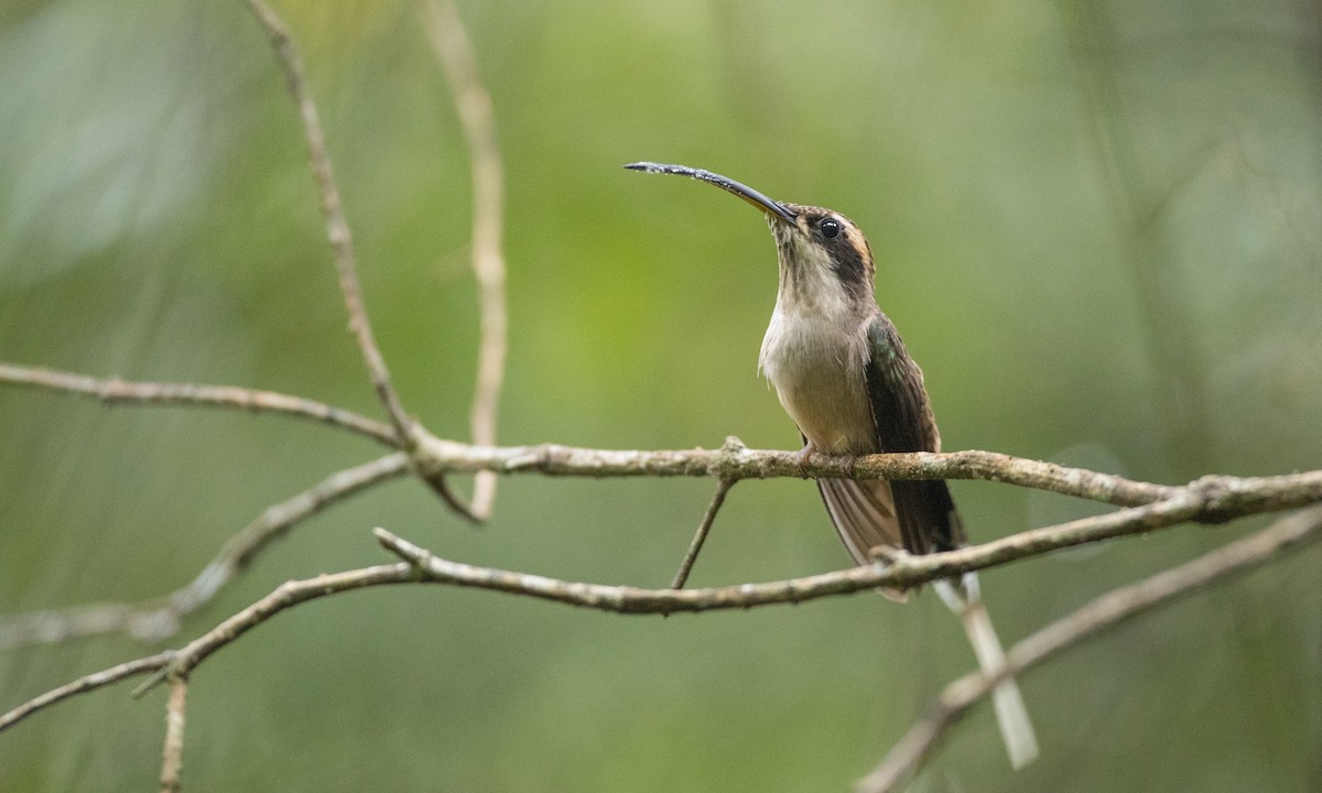 Scale-throated Hermit - ML136493681