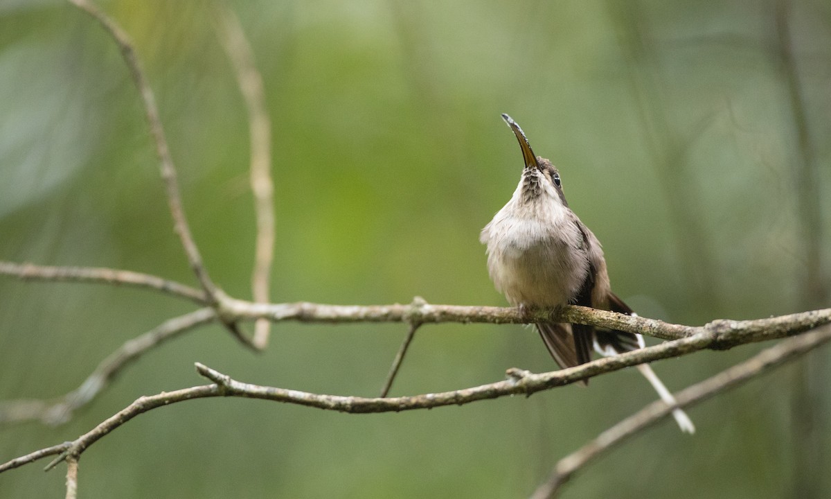 Scale-throated Hermit - ML136493691