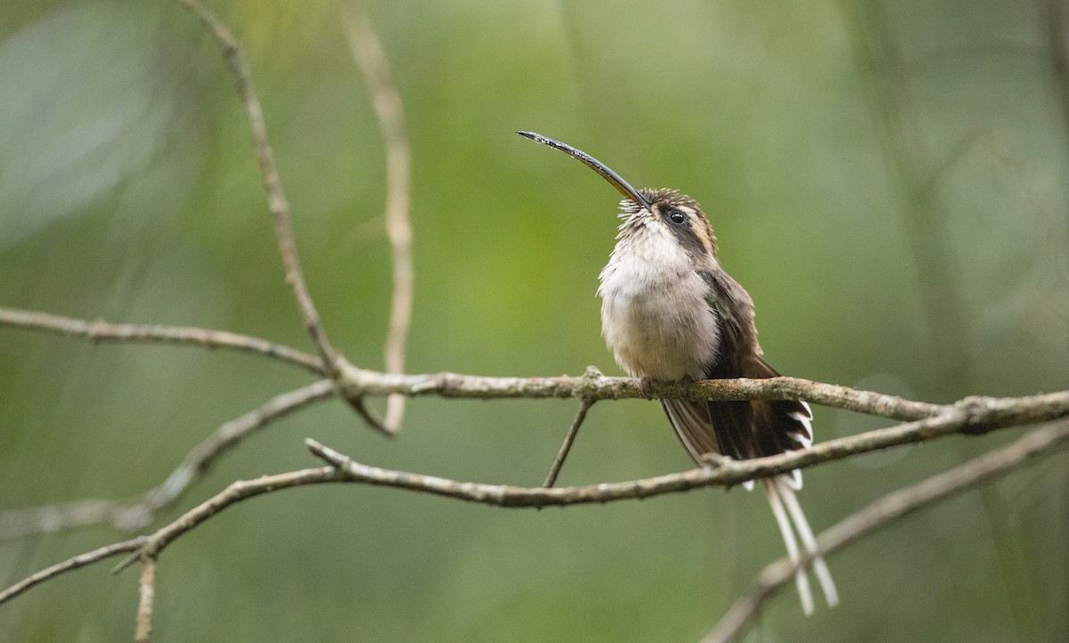 Scale-throated Hermit - ML136493761