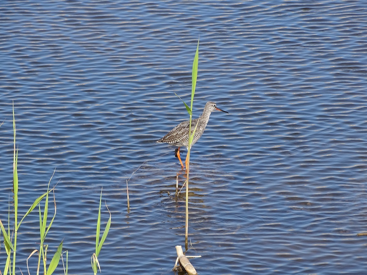 Spotted Redshank - ML136494191