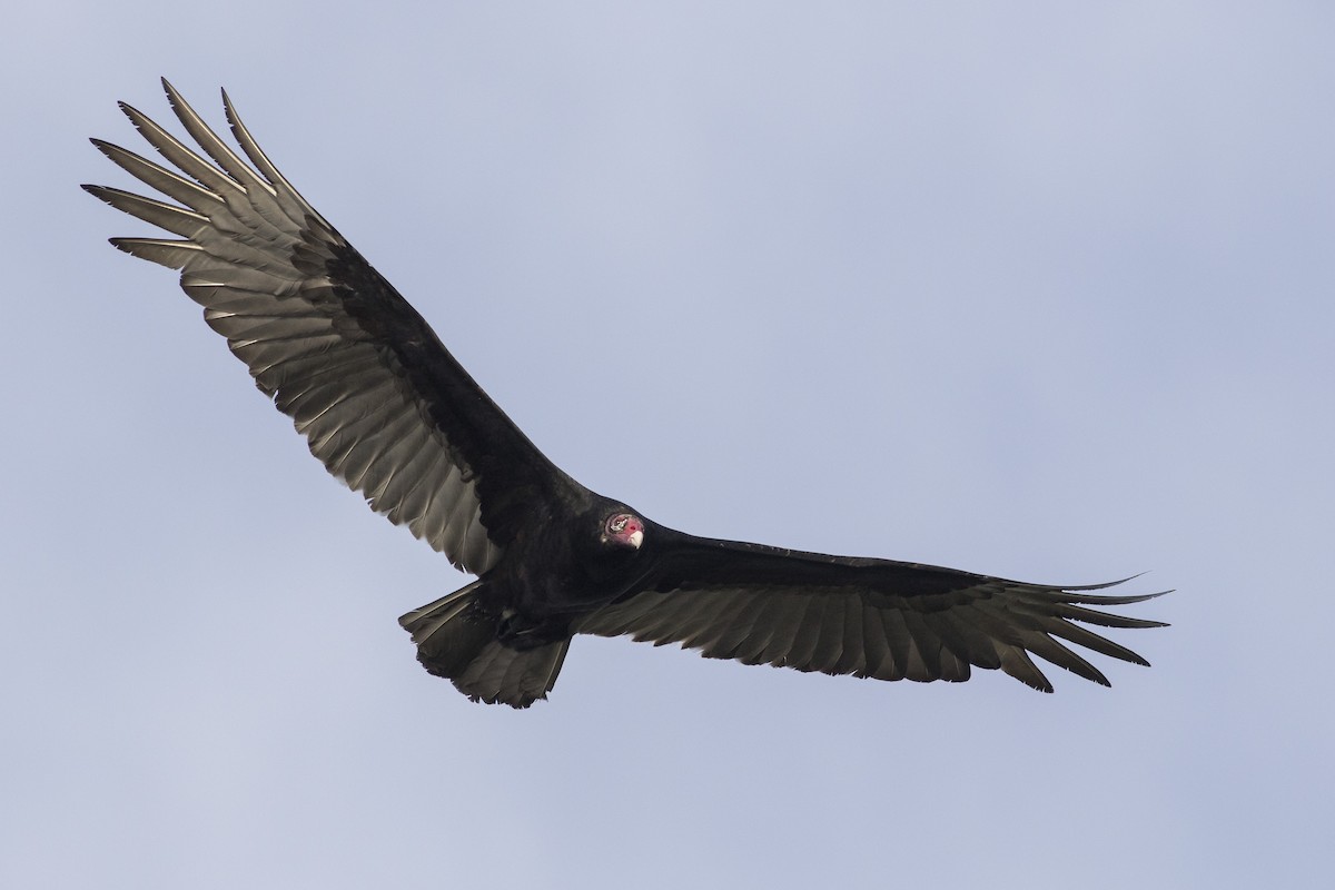 Turkey Vulture - Jacob Drucker