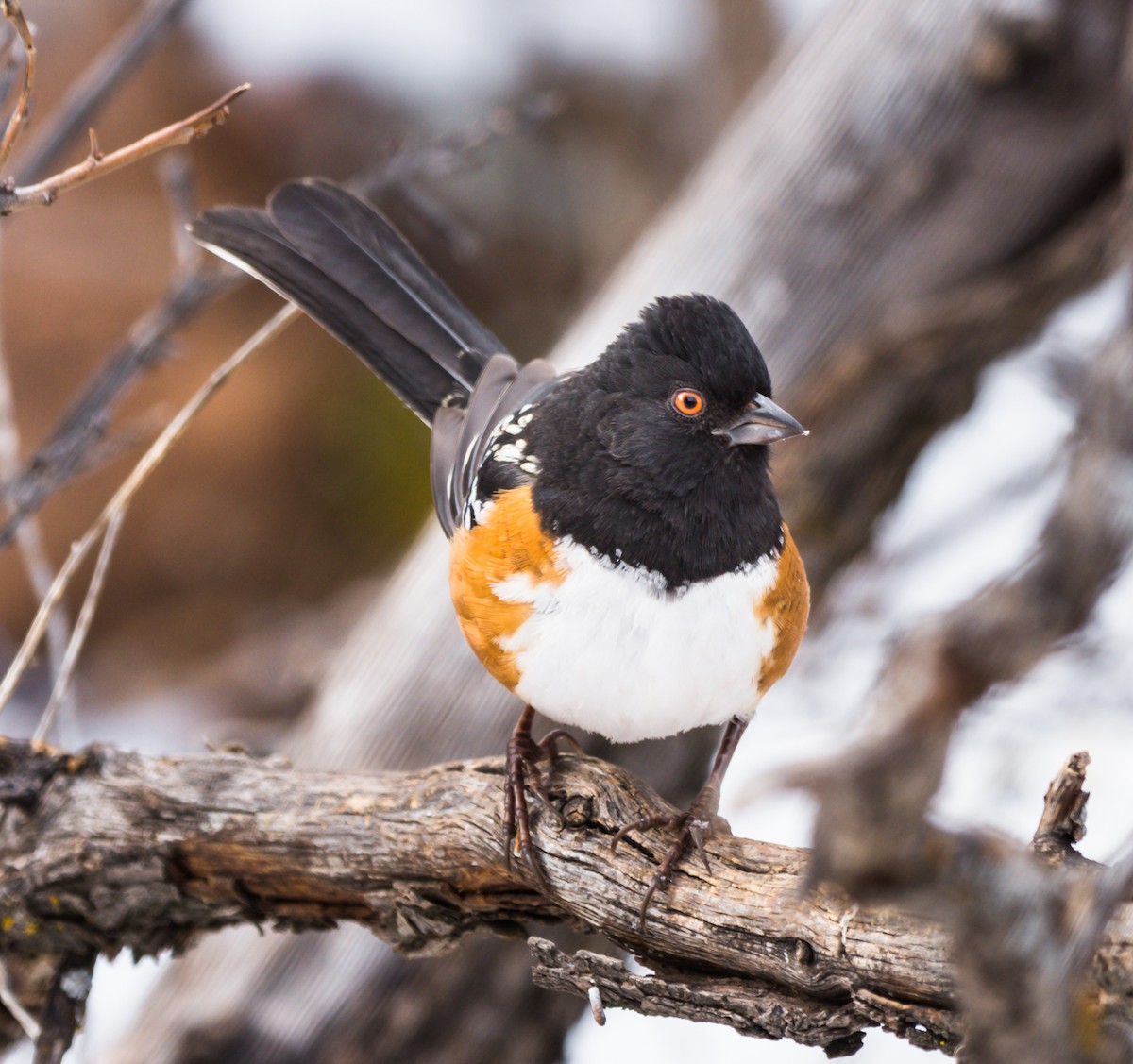 Spotted Towhee - ML136495671