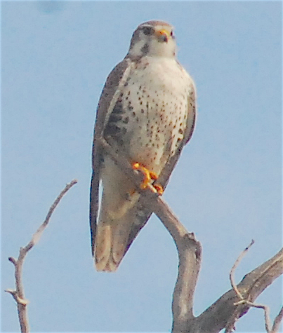 Prairie Falcon - Anonymous
