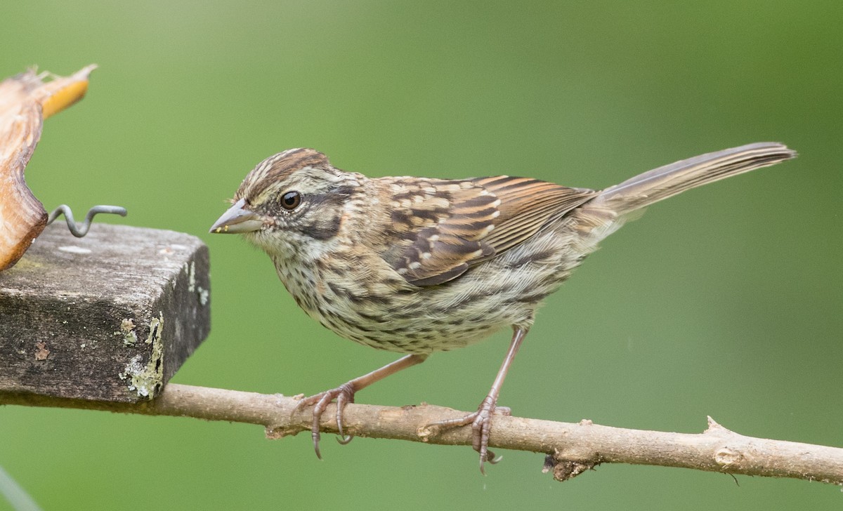 Rufous-collared Sparrow - ML136498681