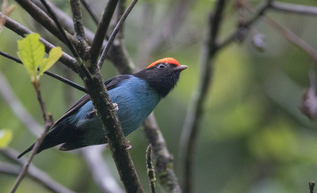 Swallow-tailed Manakin - Ian Davies