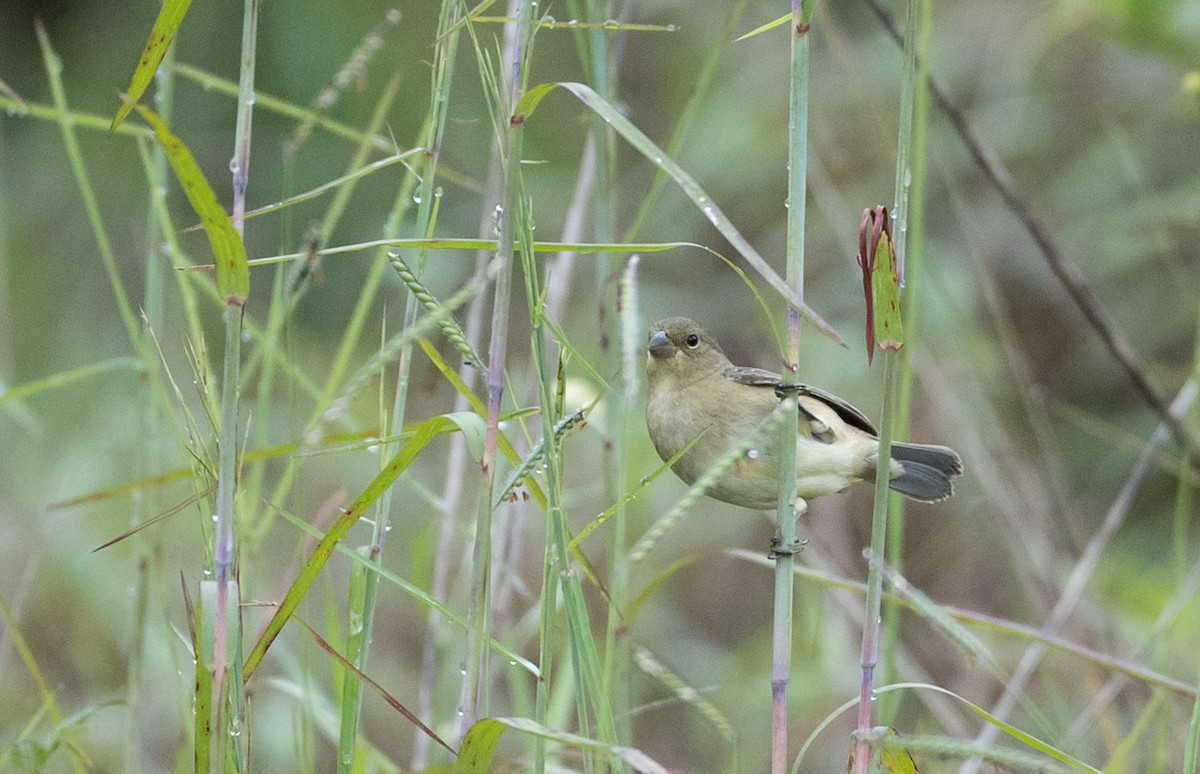 Double-collared Seedeater - ML136500151