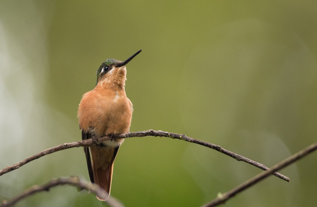kolibřík brazilský - ML136501711