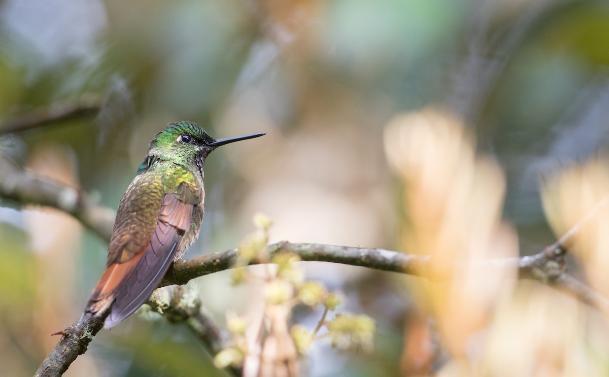 kolibřík brazilský - ML136501791