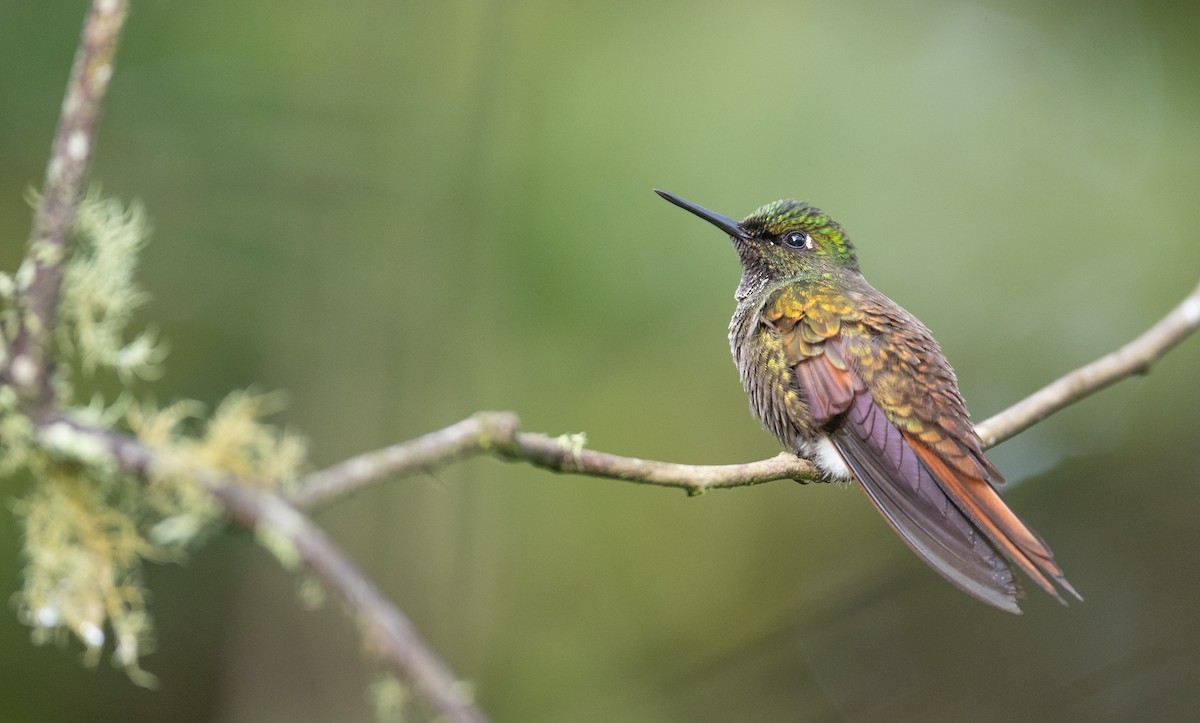 kolibřík brazilský - ML136501801