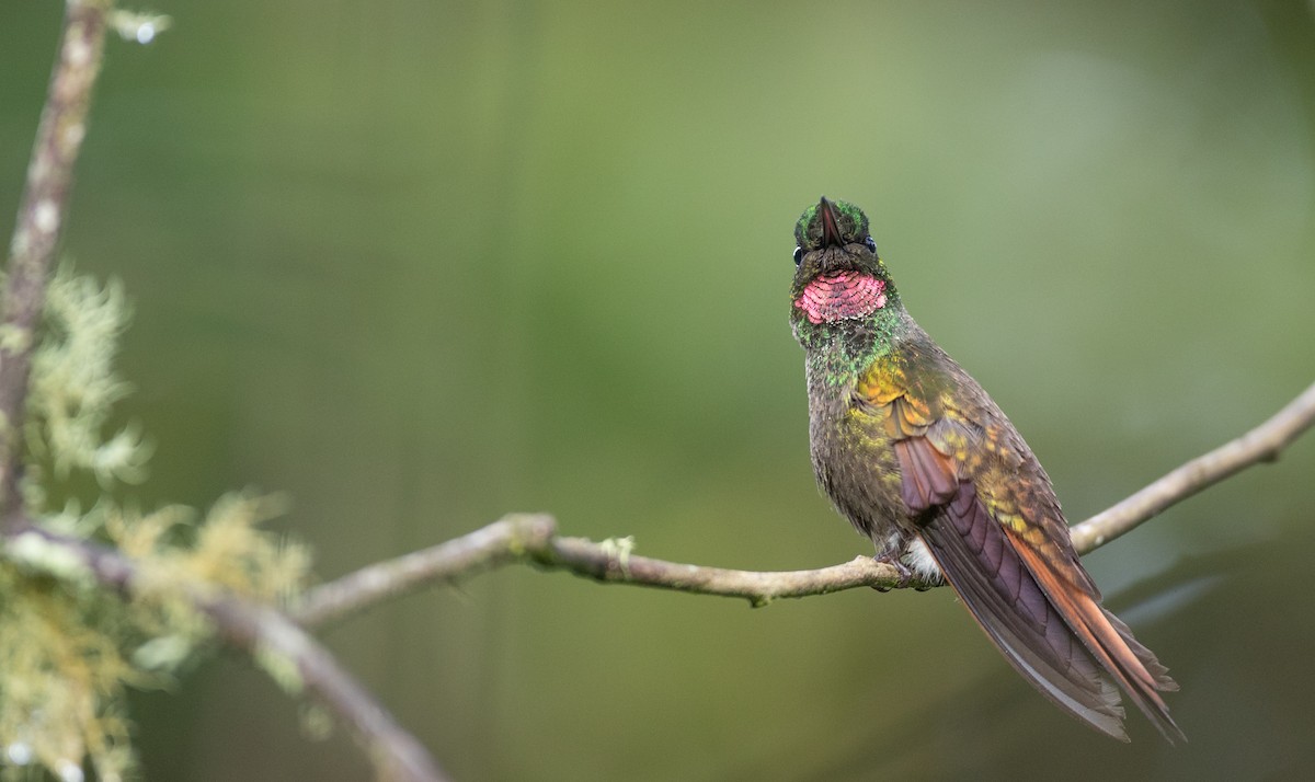 kolibřík brazilský - ML136501811