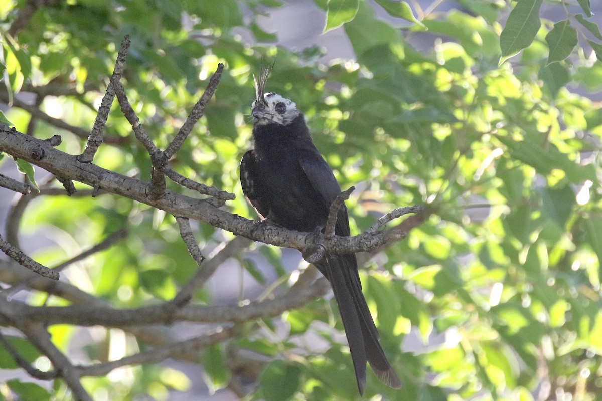 Crested Drongo - ML136502891
