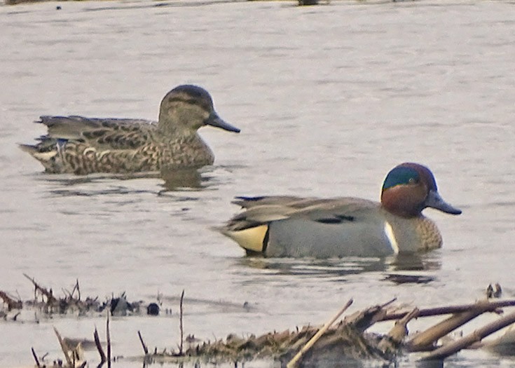 Green-winged Teal - ML136505441