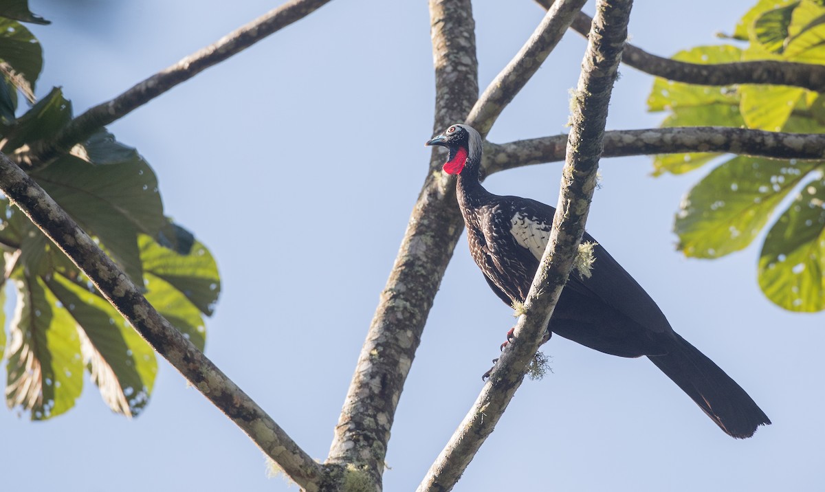 Black-fronted Piping-Guan - ML136509101