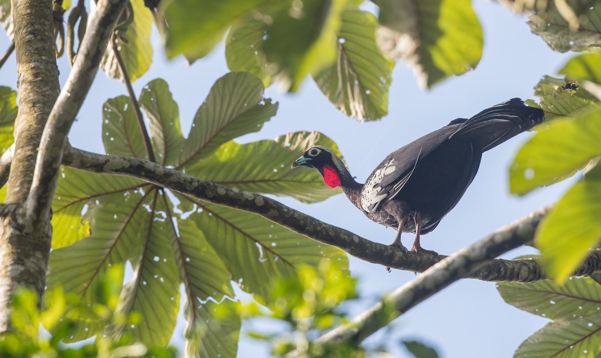 Black-fronted Piping-Guan - ML136509131