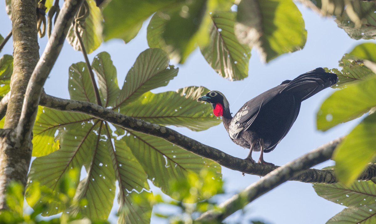 Black-fronted Piping-Guan - ML136509141