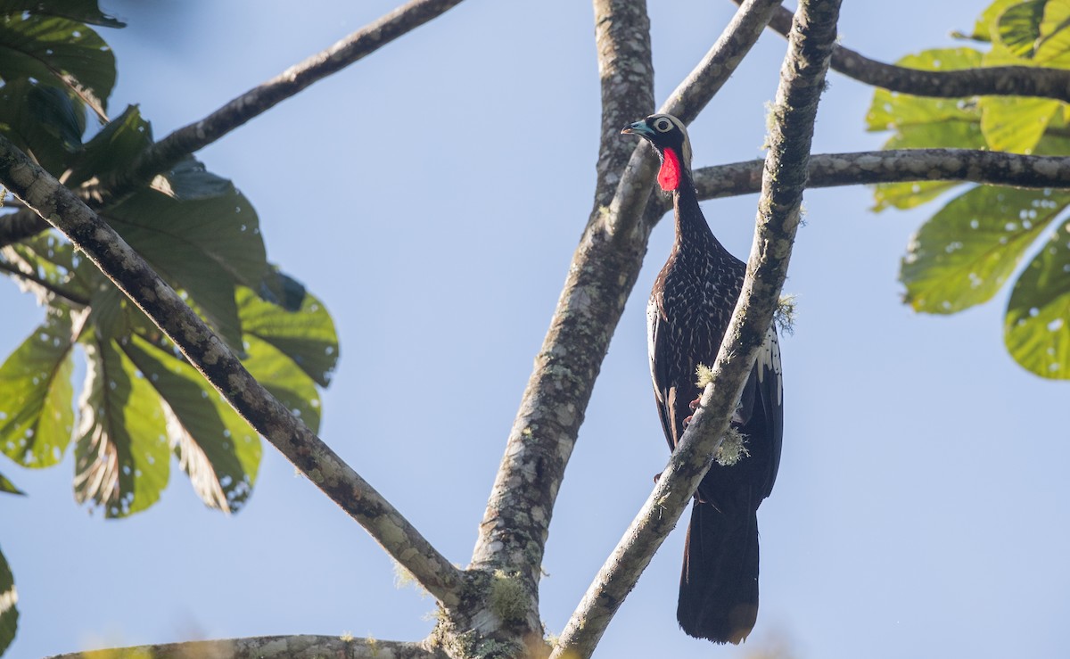 Black-fronted Piping-Guan - ML136509151