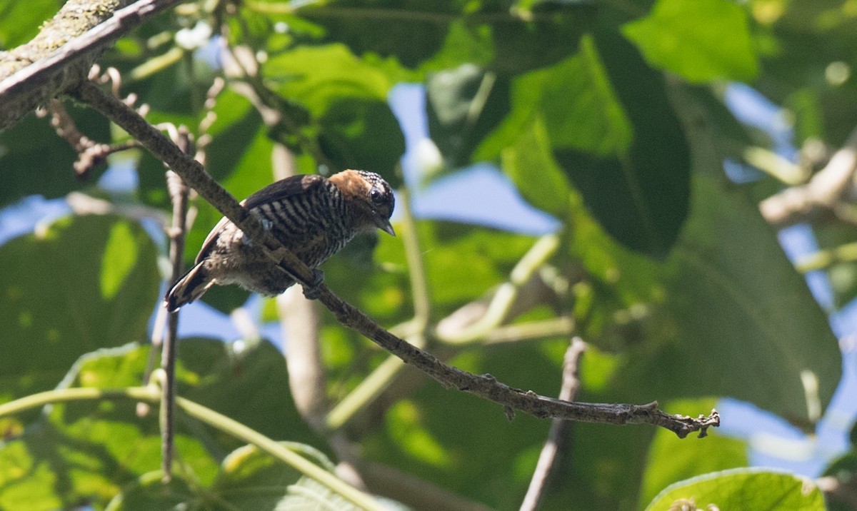 Ochre-collared Piculet - ML136510021