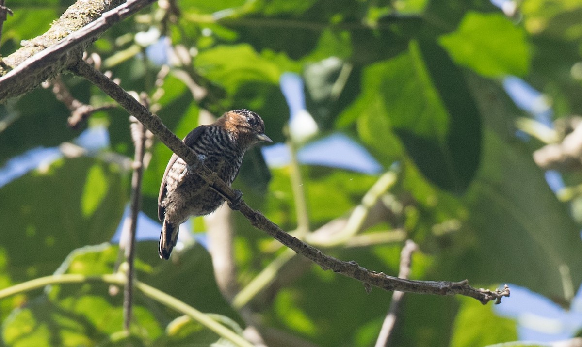 Ochre-collared Piculet - ML136510031