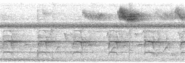 Соломонский карликовый попугайчик - ML136511311