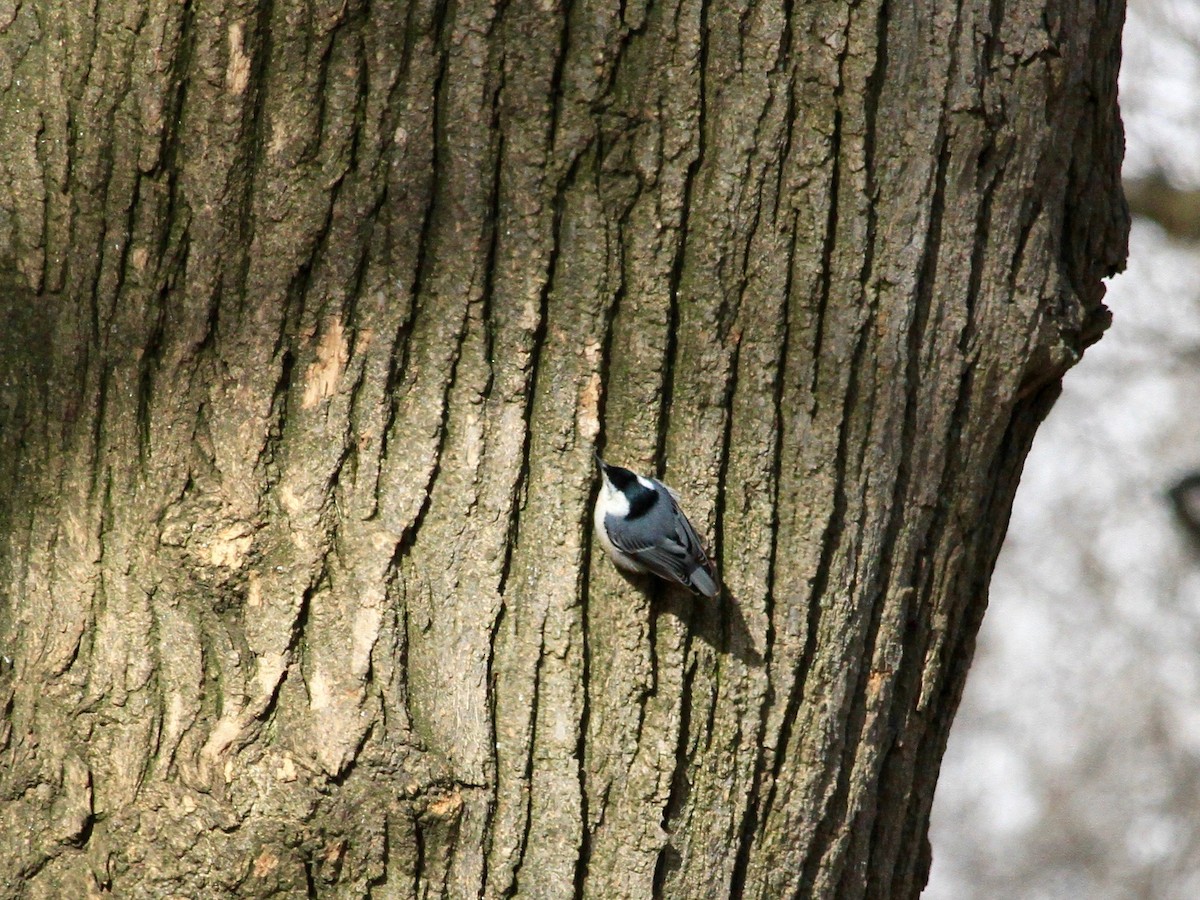 White-breasted Nuthatch - Loyan Beausoleil