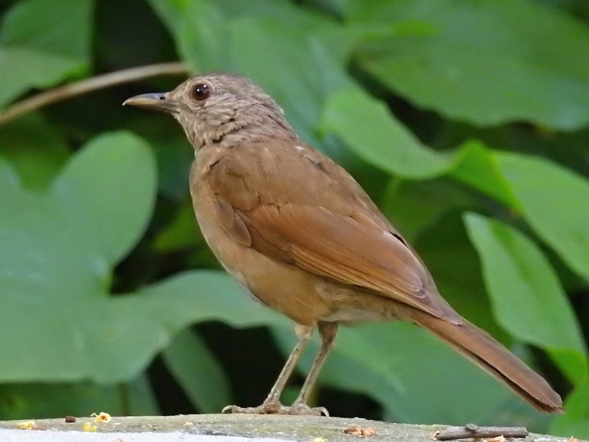 Pale-breasted Thrush - Thays Hungria