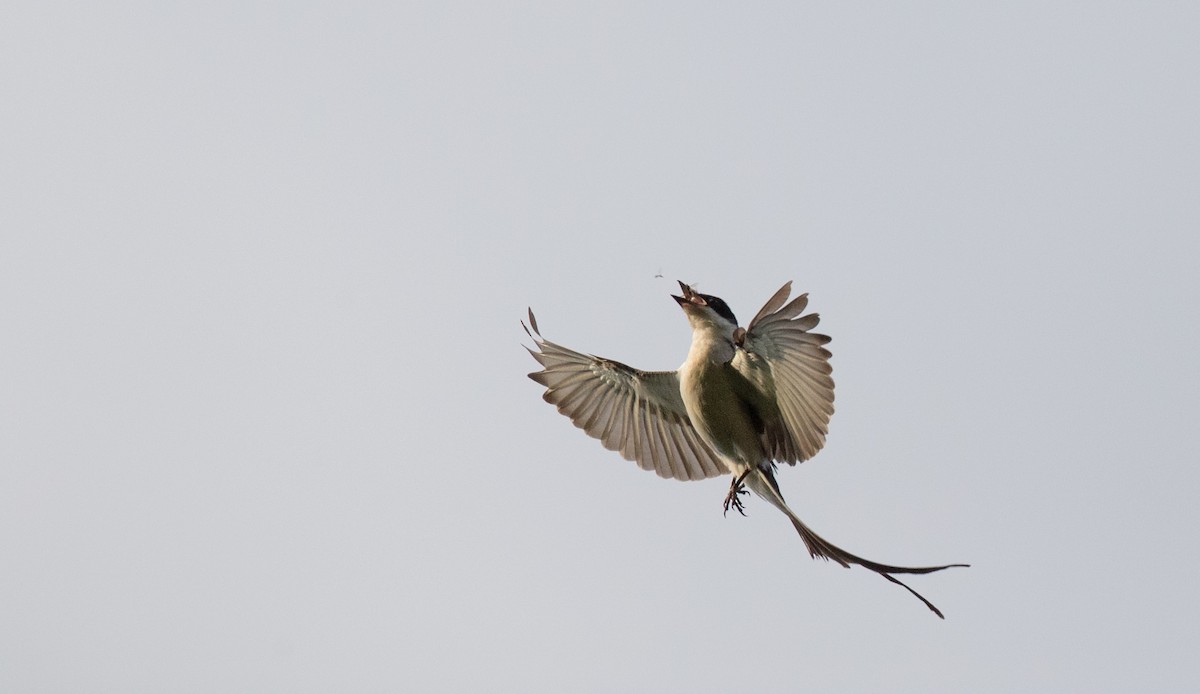 Fork-tailed Flycatcher (savana) - ML136512211