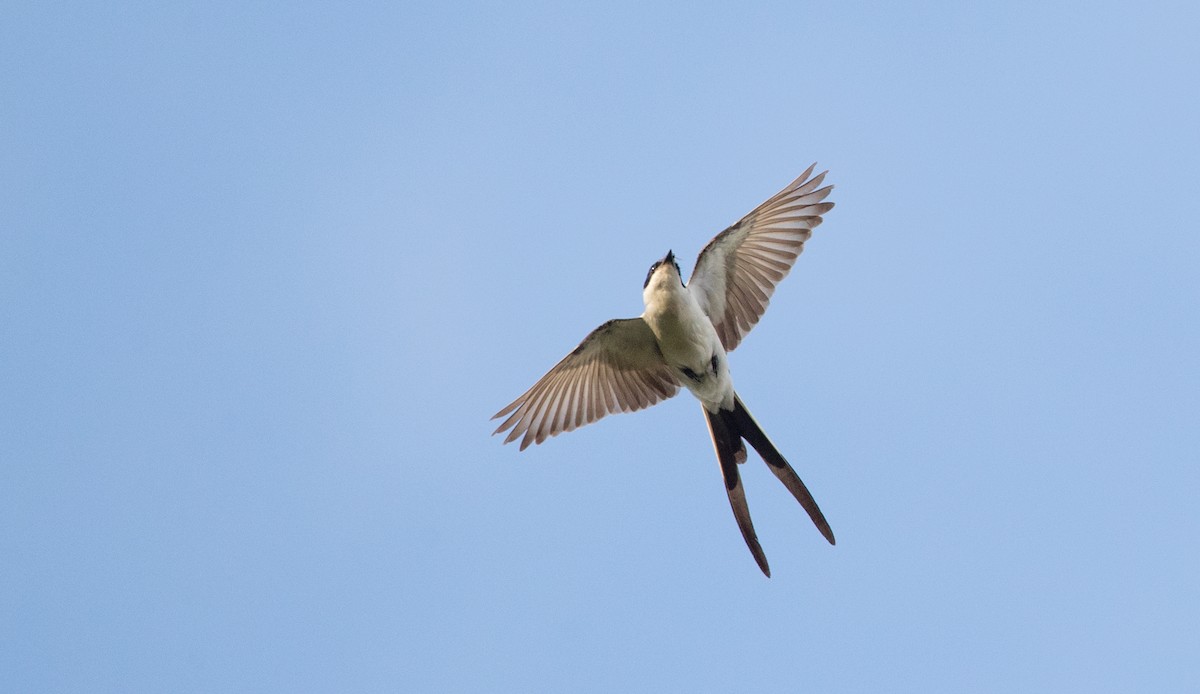 Fork-tailed Flycatcher (savana) - ML136512221