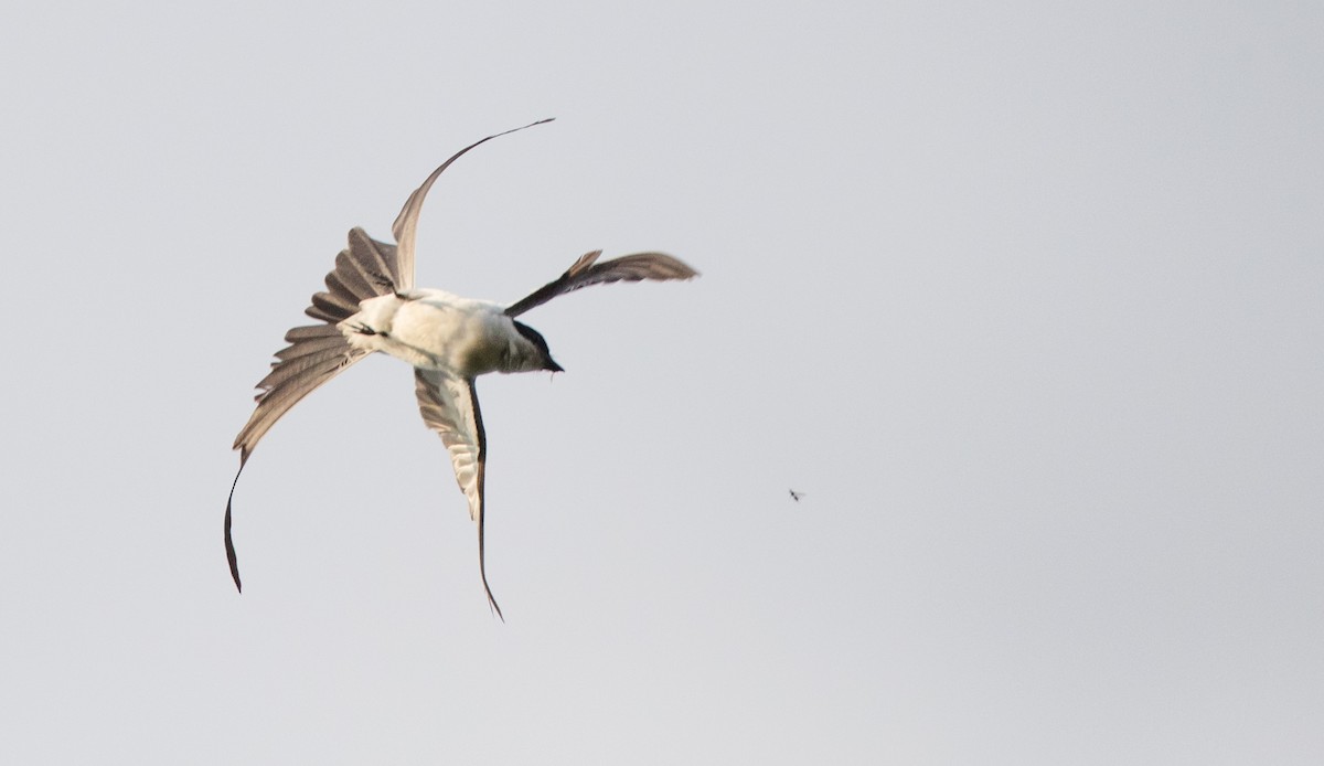 Fork-tailed Flycatcher (savana) - ML136512241