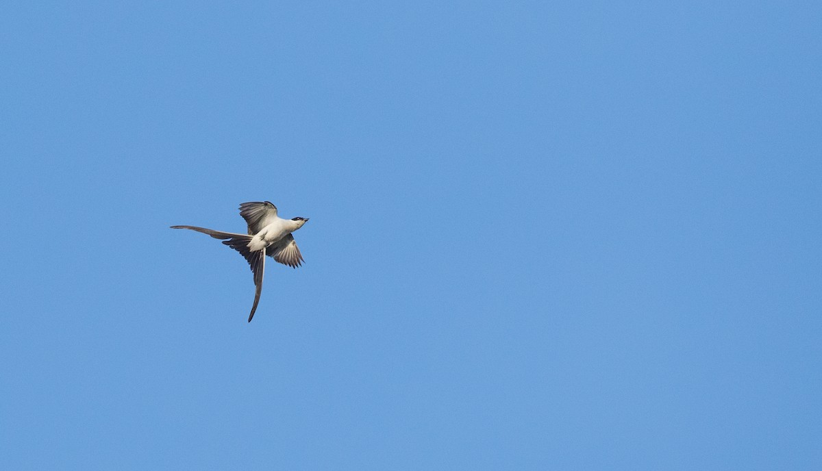 Fork-tailed Flycatcher (savana) - ML136512251