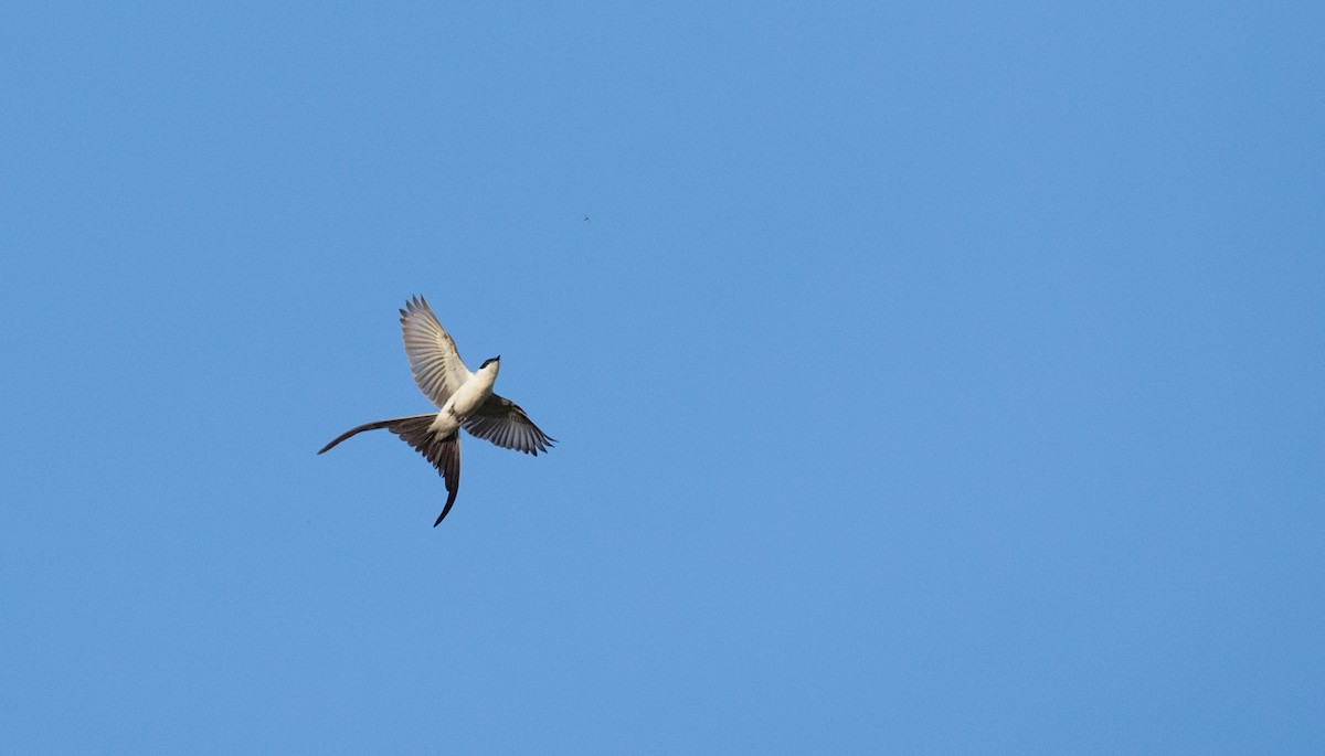 Fork-tailed Flycatcher (savana) - ML136512261