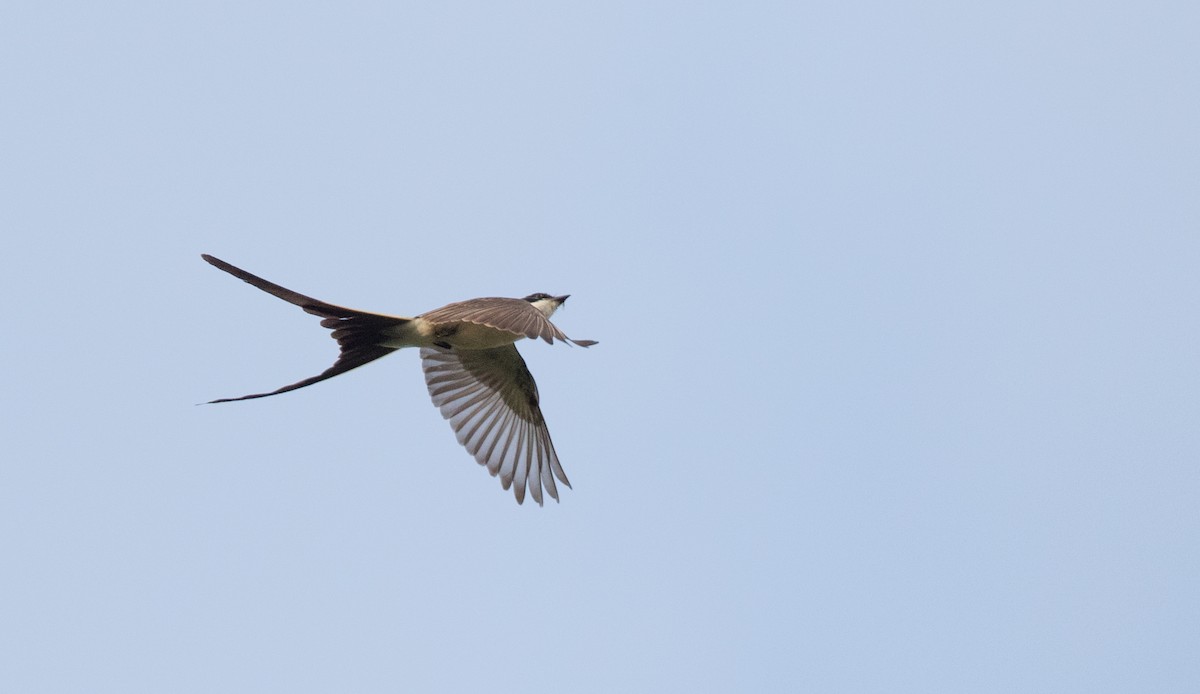 Fork-tailed Flycatcher (savana) - ML136512301