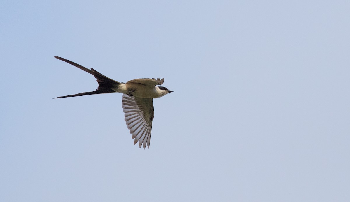 Fork-tailed Flycatcher (savana) - ML136512321