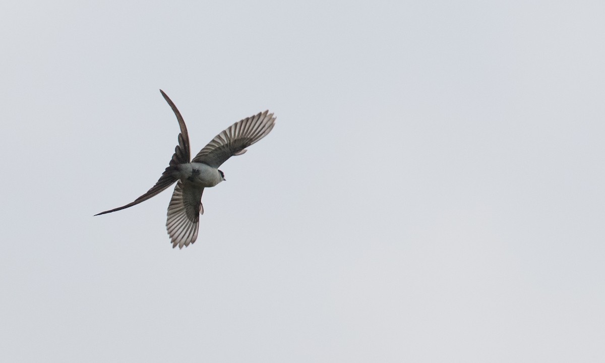 Fork-tailed Flycatcher (savana) - ML136512331
