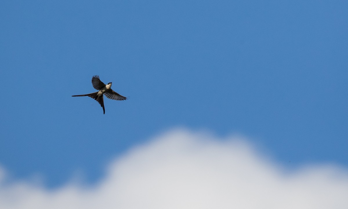 Fork-tailed Flycatcher (savana) - ML136512351