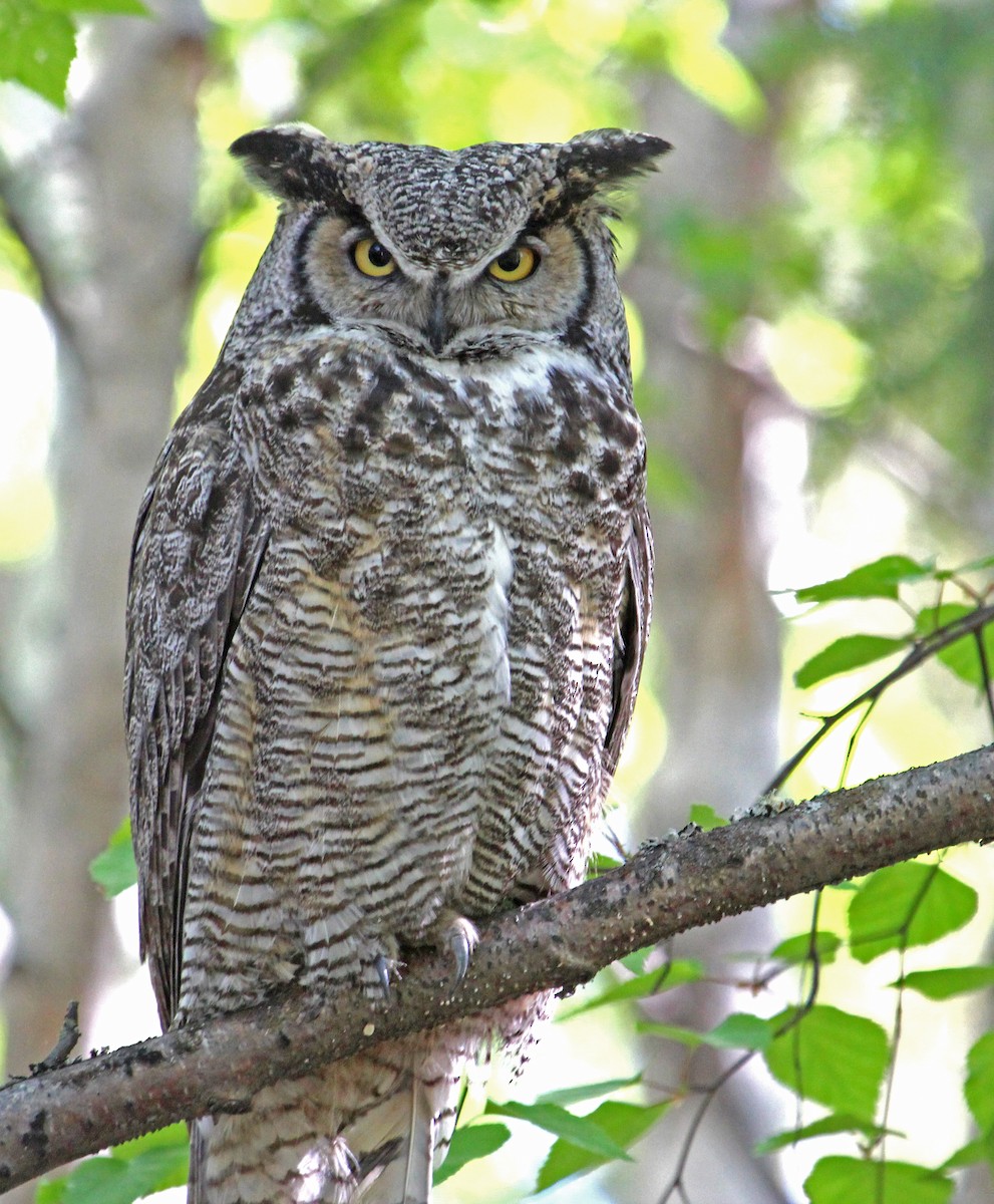 Great Horned Owl - ML136512911