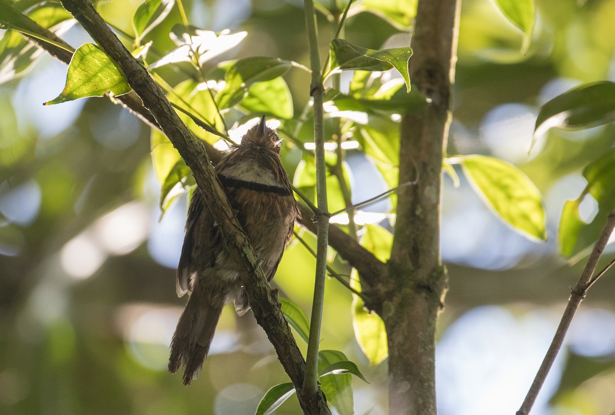 Crescent-chested Puffbird (Greater) - Ian Davies