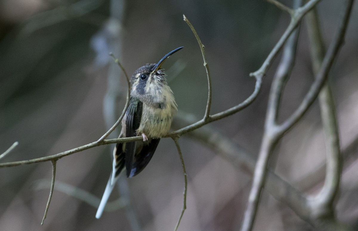 kolibřík temnohrdlý - ML136513341