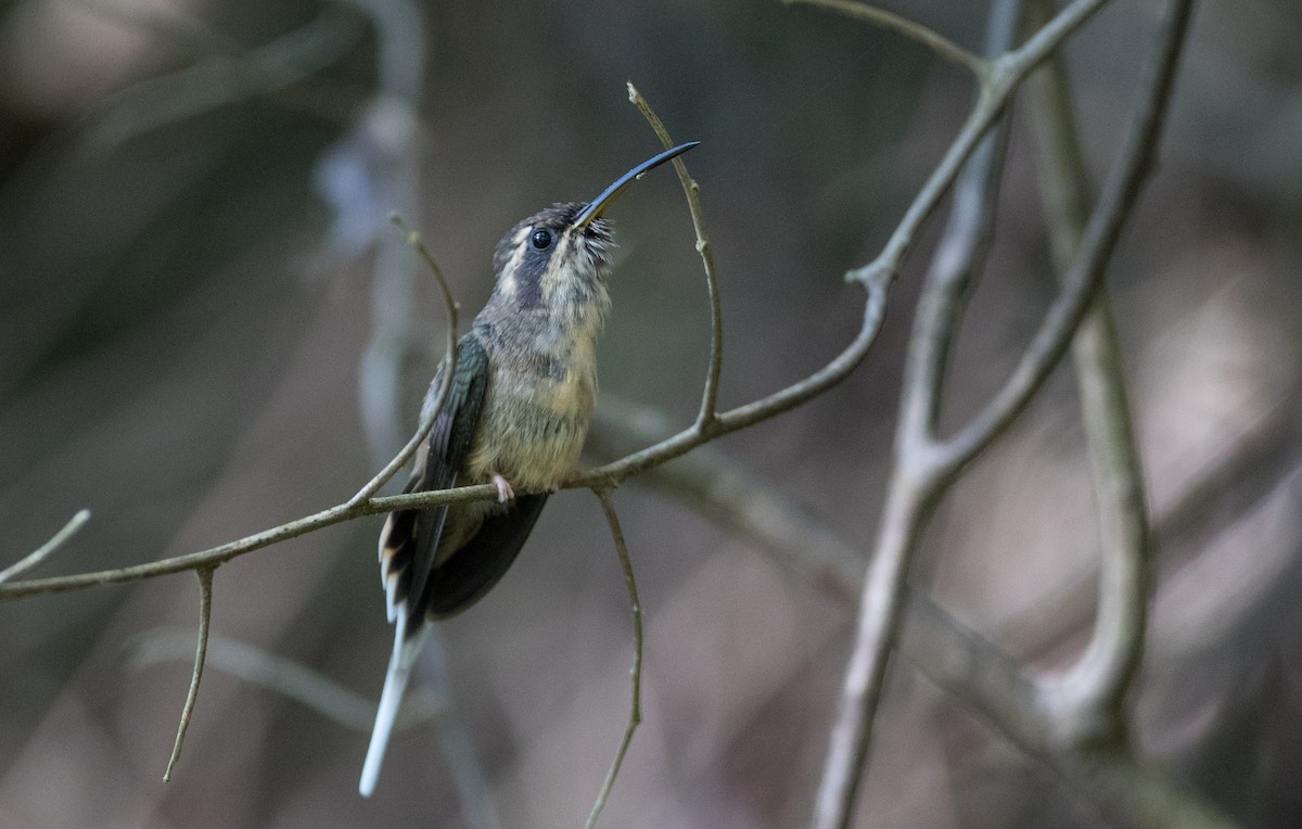 kolibřík temnohrdlý - ML136513351
