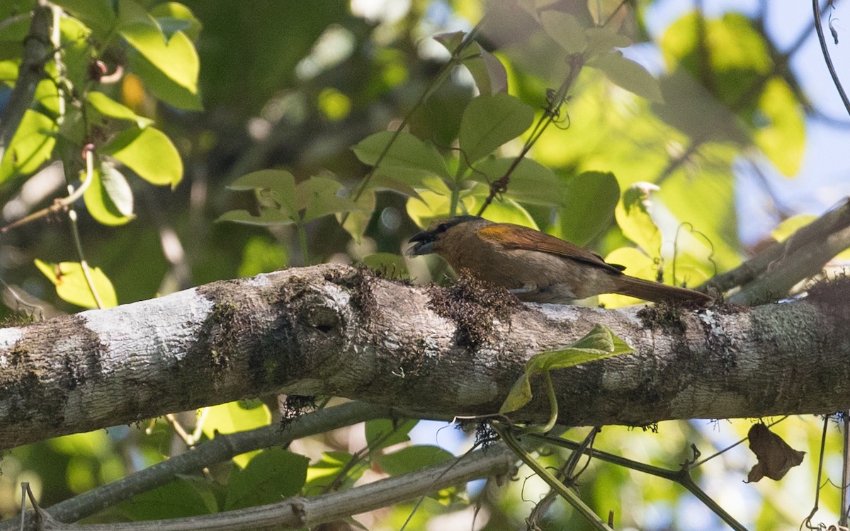 Brown Tanager - ML136513511