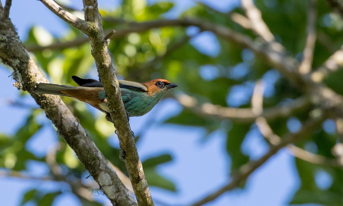 Chestnut-backed Tanager - Ian Davies