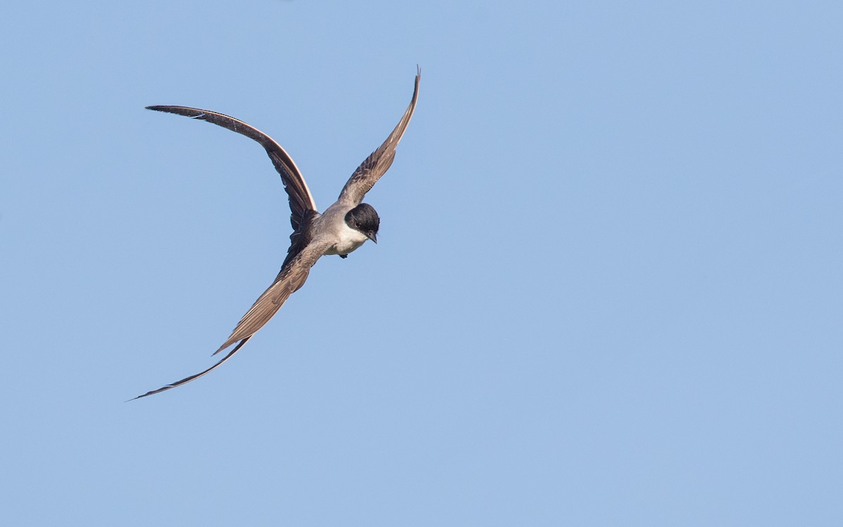 Fork-tailed Flycatcher (savana) - ML136514531