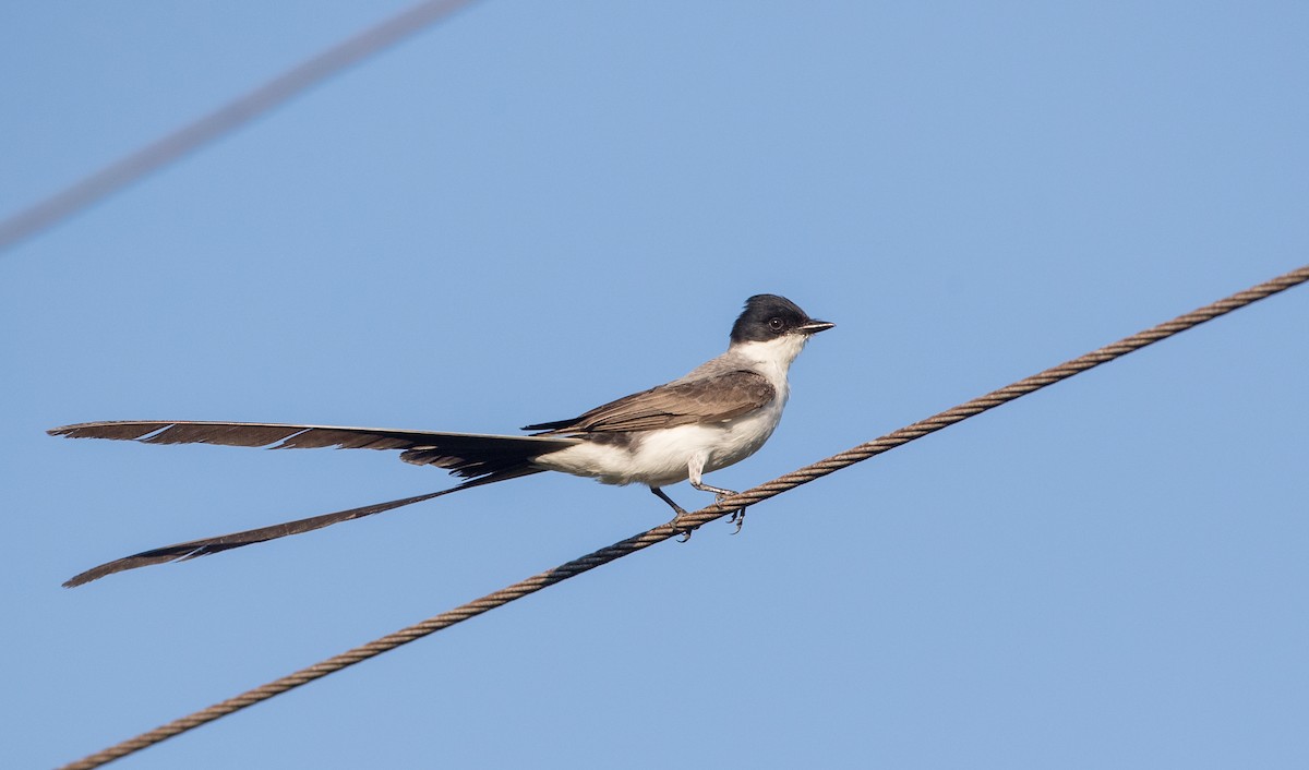 Fork-tailed Flycatcher (savana) - ML136514551